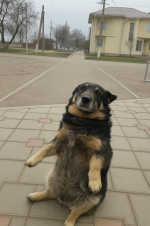 dogsticka.png