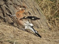 woodpecker.jpg