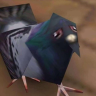 pigeon