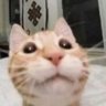 kevin